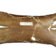 Bone from the middle of the neck of Cryodrakon.